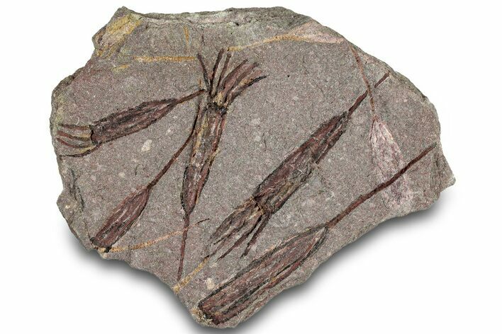 Eocrinoid (Ascocystites) Mortality Plate - Ordovician #306208